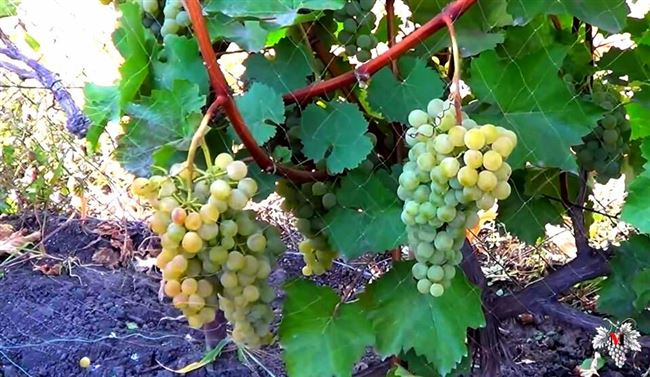 Характеристика сорта винограда «Магарача»