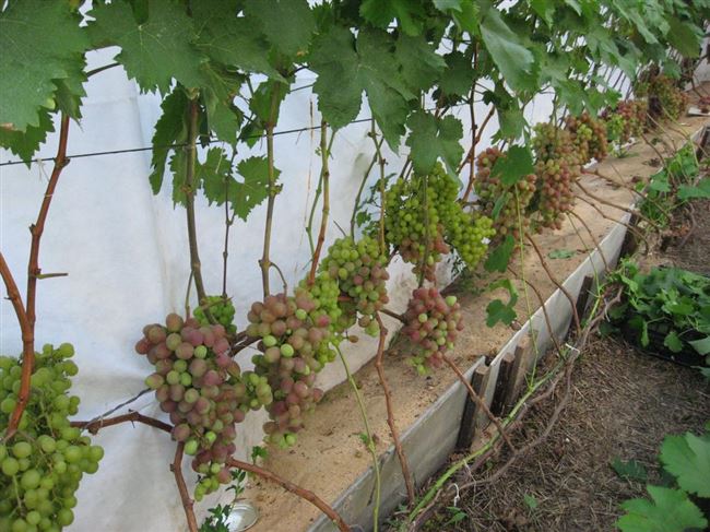 Уход за саженцами на винограднике