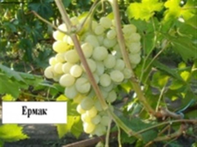 Описание сорта винограда Ермак Крайнова