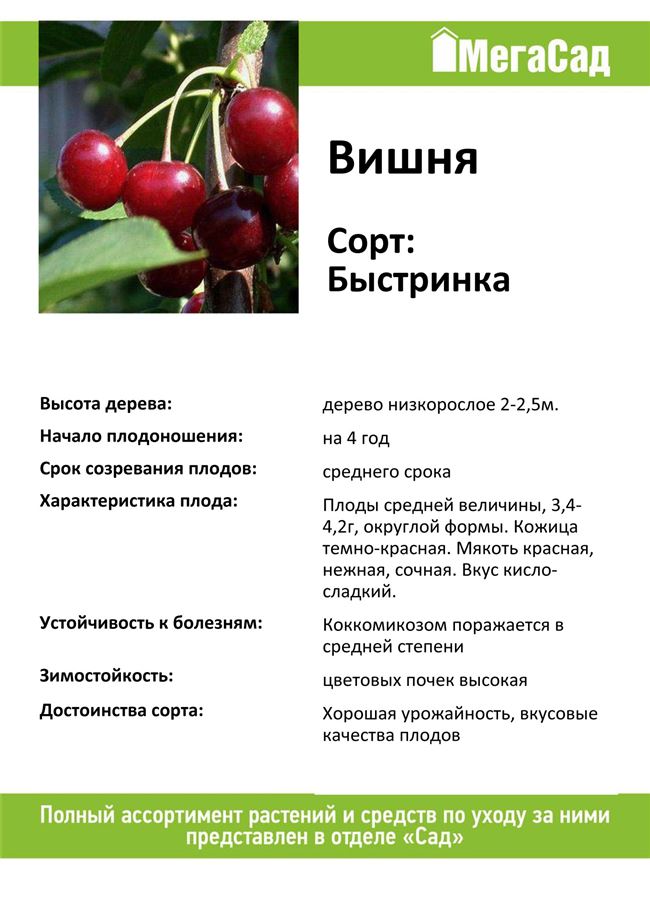 Описание сорта вишни Антрацитовая и характеристики урожайности, выращивание и уход