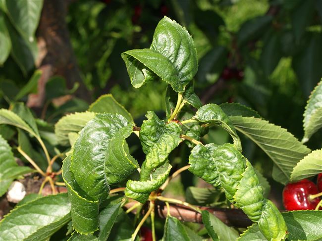 Почему скручиваются листья у войлочной вишни, болезни и вредители, лечение и борьба с ними