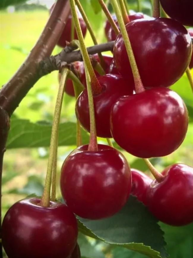 Видео: Посадка саженца вишни