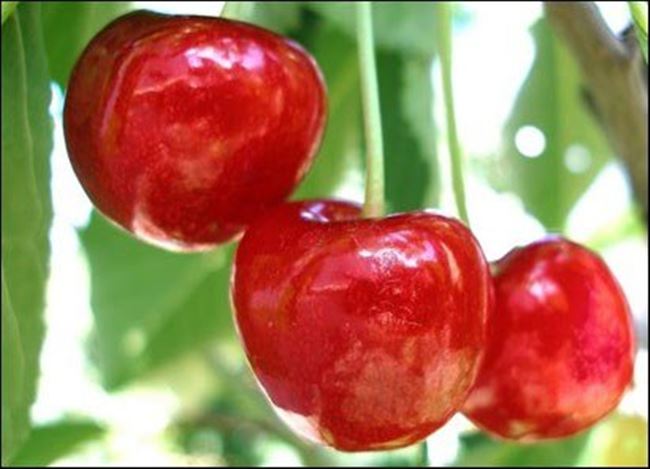 Характеристика сорта вишни Уральская рубиновая