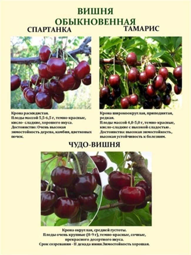 Сорт вишни обыкновенной: Севастьяновская