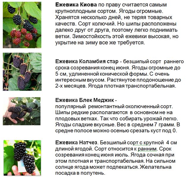 Ежевика Киова - описание сорта, отзывы садоводов, особенности ухода