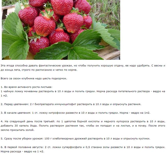 Советы по уходу за ягодой в весеннее время