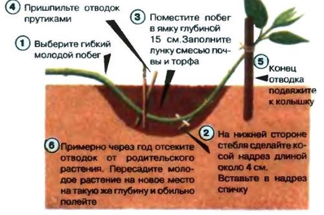 6-1. Вегетативное размножение жимолости: черенками и отводками.
