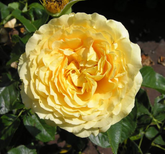Роза Виктория – плетистое украшение сада