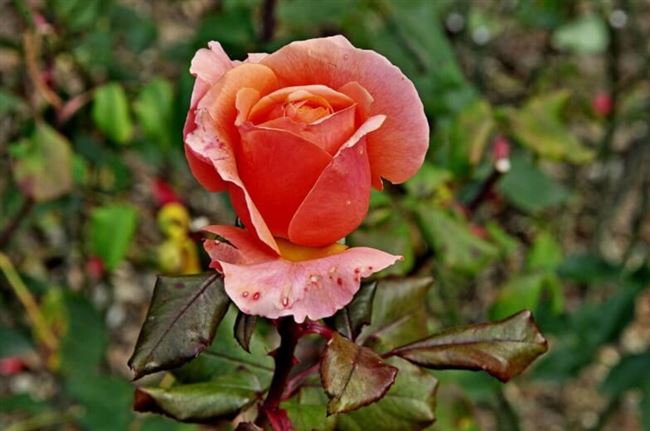 Коралловый Сюрприз - сорт растения Роза
