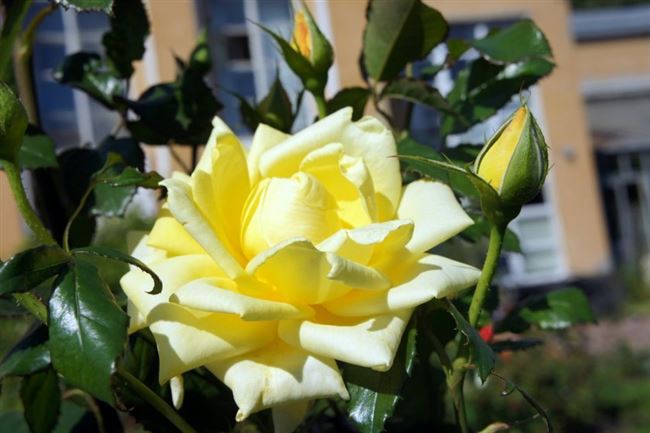 Характеристика и описание розы Ландора, особенности её выращивания