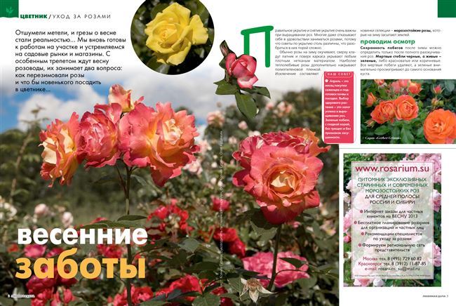 Магма - сорт растения Роза