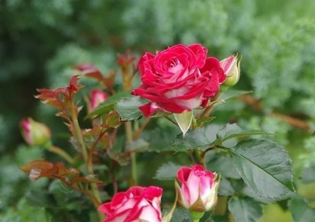 Миниатюрные розы: успехи выращивания, лучшие сорта
