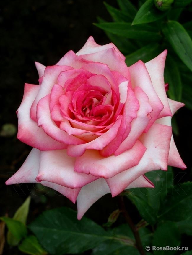 Особенности цветения роз Флорибунда, описания некоторых популярных сортов с фото. Рекомендации по выращиванию от опытных садоводов, отзывы с видео