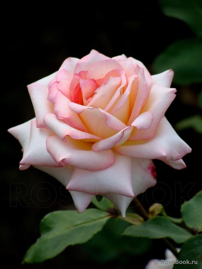 Розы Русская красавица