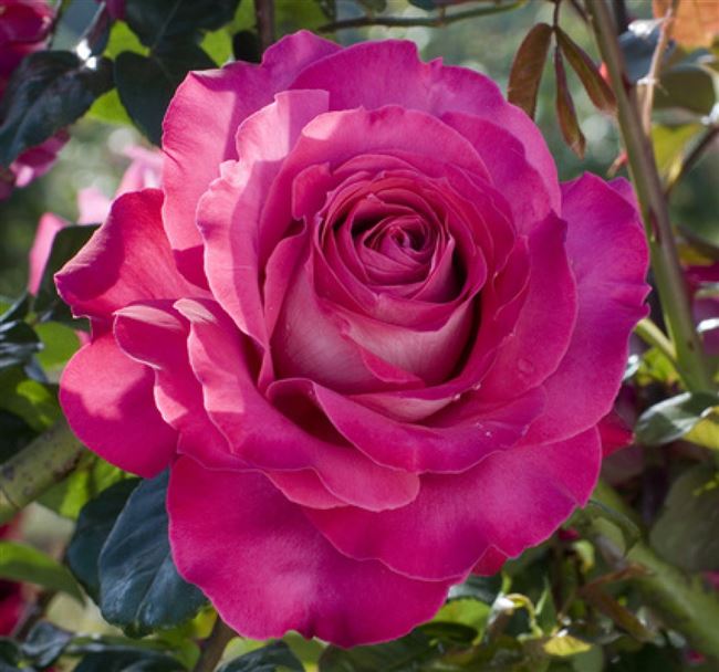 Розы Седая Дама (Sedaja Dama) — энциклопедия садовых растений. Розы — описание, особенности