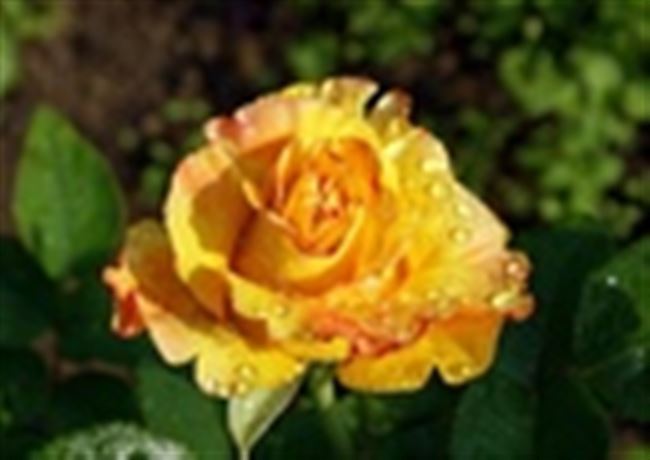 Солидор — привлекательная желтая роза с махровыми лепестками