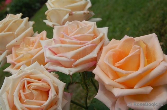 Роза сорт Эмми Цветки кремово-желтые с розоватым… | Интересный контент в группе Садовый центр » Никитский сад»