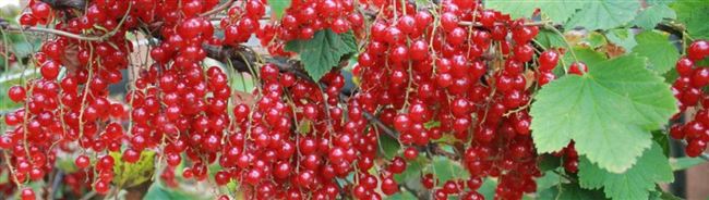 Красная смородина, в том числе крупноплодная: описание сортов, выращивание в регионах