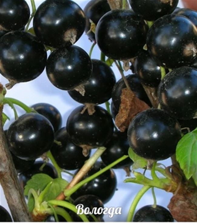 Брянский Агат — сорт растения Смородина черная