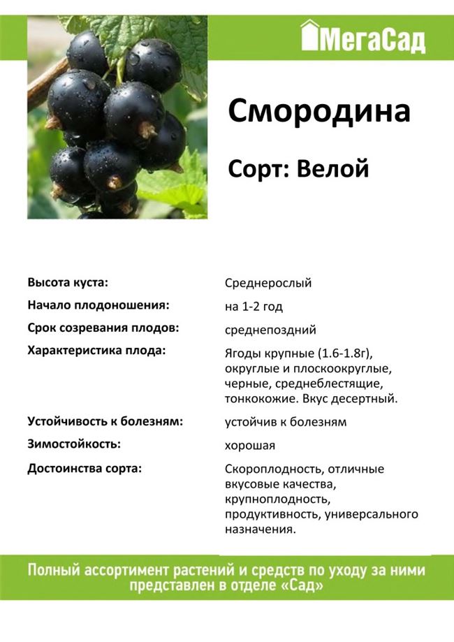 Описание и правила выращивания черной смородины сорта Велой