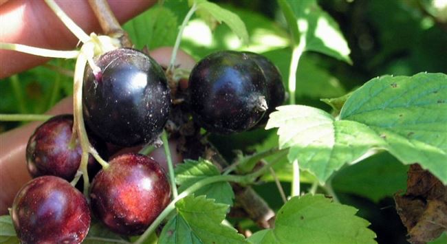 Смородина чёрная сорта Глобус: характеристики и особенности выращивания
