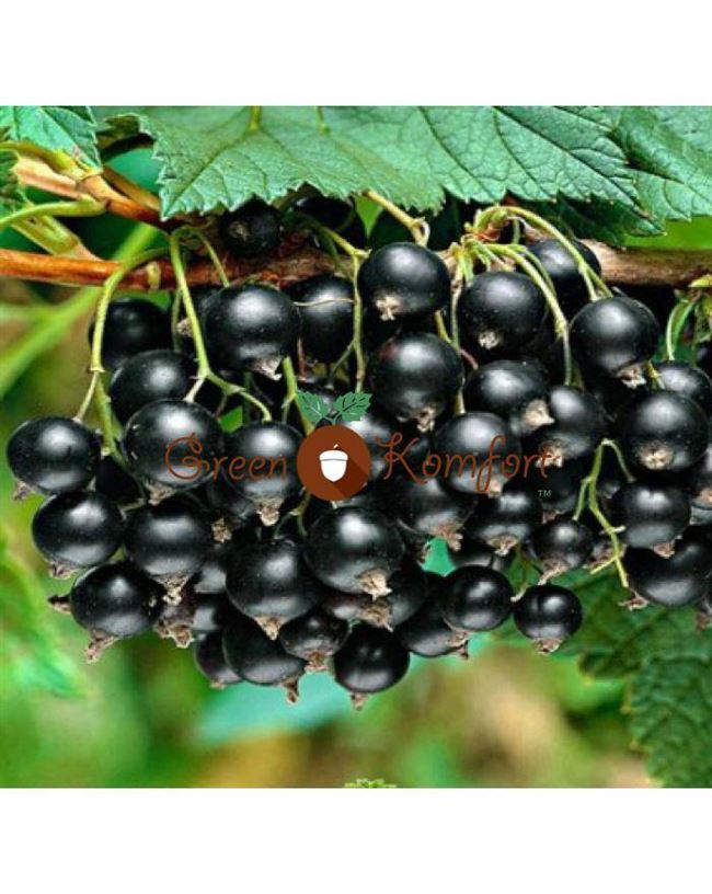 Черная смородина Деликатес: описание сорта, уход и выращивание