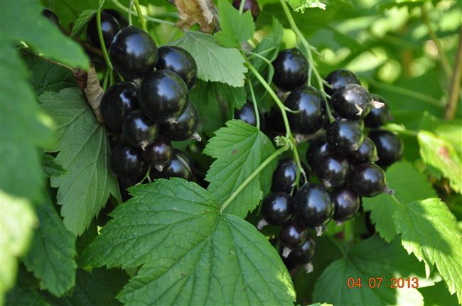Катерина — сорт растения Смородина черная