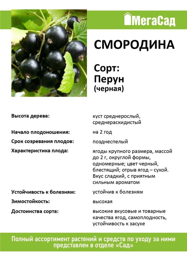 Смородина чёрная ‘Перун’ — Википедия
