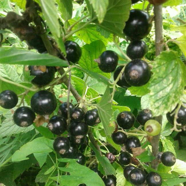 Крупноплодный сорт чёрной бессемянной смородины Русалка: внешний вид и описание сорта, фото