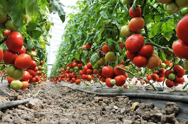 Ранние сорта томатов: Махитос и Аттия f1, Государь и другие; их описание и достоинства
