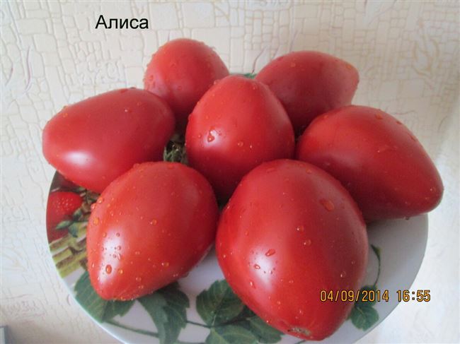 Описание сорта томата Алиса, особенности выращивание и ухода