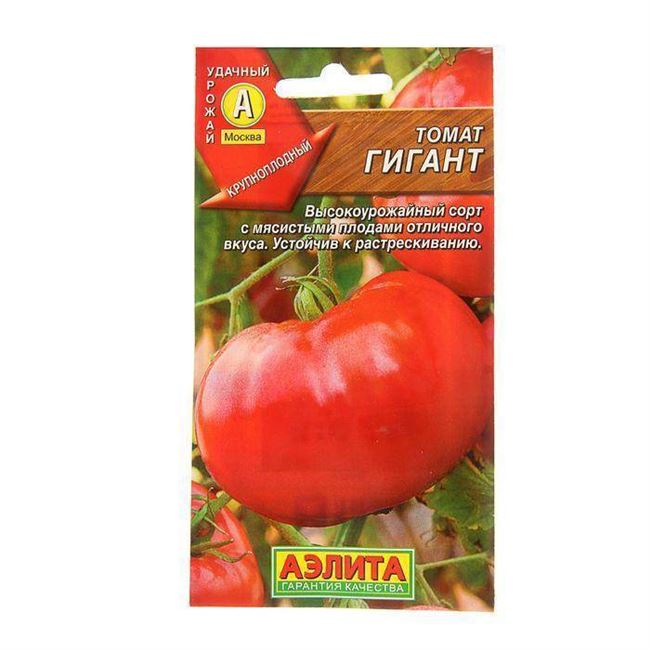Крупноплодный сибиряк с отличной выносливостью — томат Алтайская заря: описание сорта