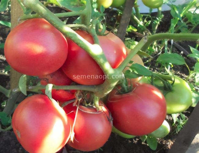 Сорт для теплиц или открытого грунта — томат Алый Фрегат F1: достоинства и недостатки гибрида