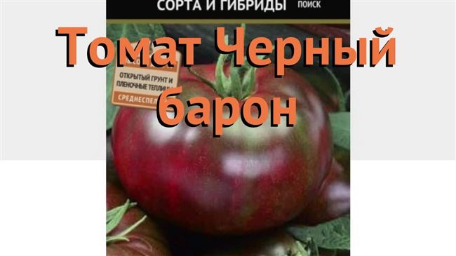 Ранний урожай для новичков — томат «Барон» : описание сорта, фото, характеристика