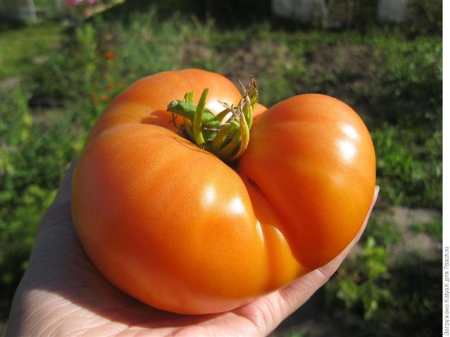 Характеристика и описание томата “Бизон оранжевый”