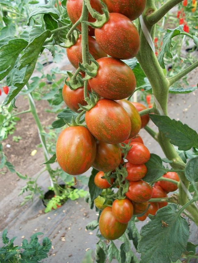 Томат Братишка: описание сорта и фото семян, отзывы об урожайности помидоров и характеристика куста