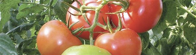 Стойкий крепыш с хорошей репутацией — томат «Буржуй»: описание сорта, фото