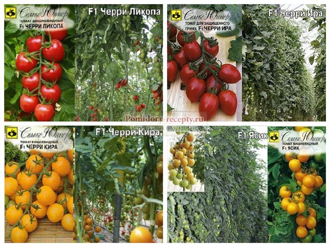Томат Золотая бусинка F1: отзывы об урожайности помидоров, описание и характеристика сорта, фото куста