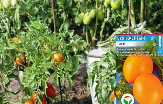 Томат Бутуз: характеристика и описание сорта, отзывы об урожайности помидоров и фото плодов