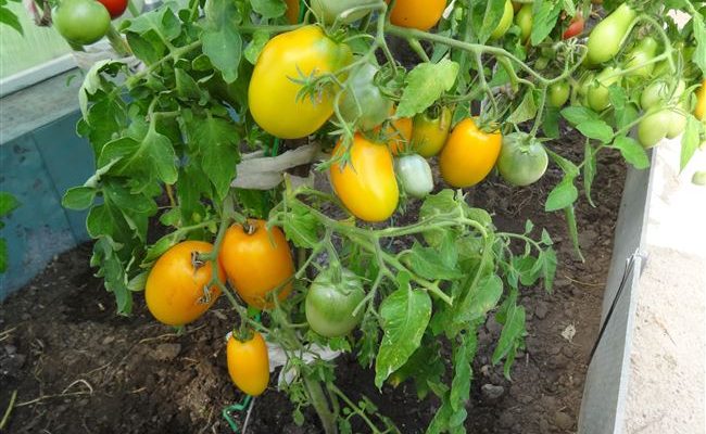 Всегда отличный урожай на вашей грядке — томат Буян желтый: описание сорта и его характеристики