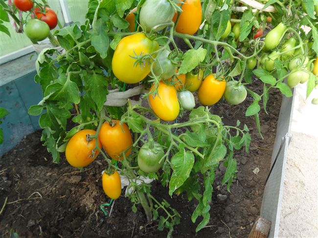 Томат Буян желтый: характеристика и описание сорта, отзывы об урожайности помидоров и фото куста