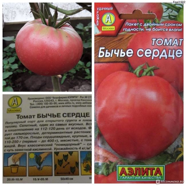 Томат Бычье сердце: отзывы о помидорах марки Аэлита и фото, описание сорта и характеристики