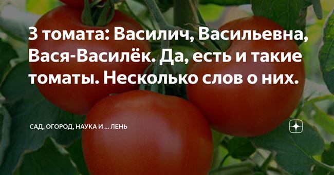 Секреты небывалого урожая с томатом Вася Василек — описание сорта и советы по его выращиванию