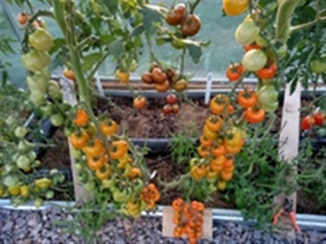 Раннеспелый гибридный сорт томата Волшебная арфа f1 — технические данные растения и описание плодов. Правила выращивания помидоров на участке.