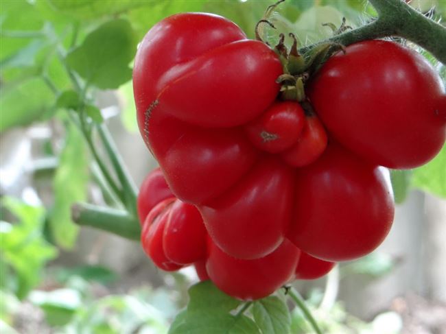 Достигаем максимального урожая с томатом Вояж F1 — отзывы опытных фермеров о выращивании сорта
