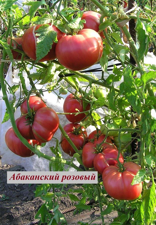 Коллекция Галочки Esme — Сорта томатов — tomat-pomidor.com — форум