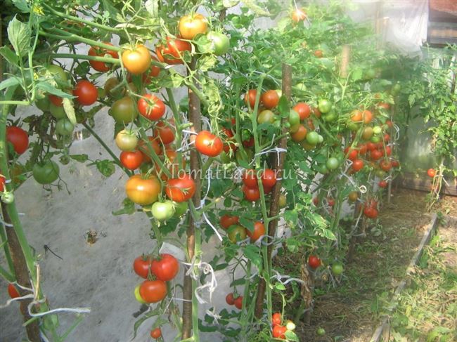 Томат Гамаюн: описание и характеристика сорта, урожайность с фото