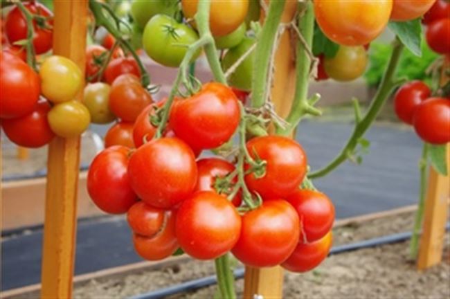 Индетерминантный среднеранний гибрид розовоплодного томата с высоким качеством плодов и высокой урожайностью. Профессиональные семена.