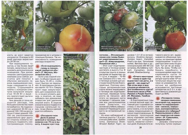 Особенности посадки и выращивания томата Гном