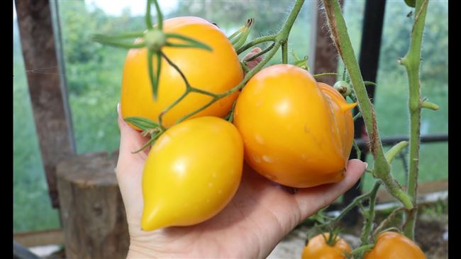 Очень вкусный и полезный томат — Жёлтые гребешки: описание сорта и советы по выращиванию